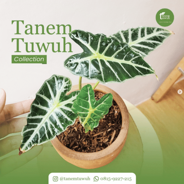 Screenshot 2025-08-10 at 13.27.02 Screenshot 2025-08-10 at 13.27.02