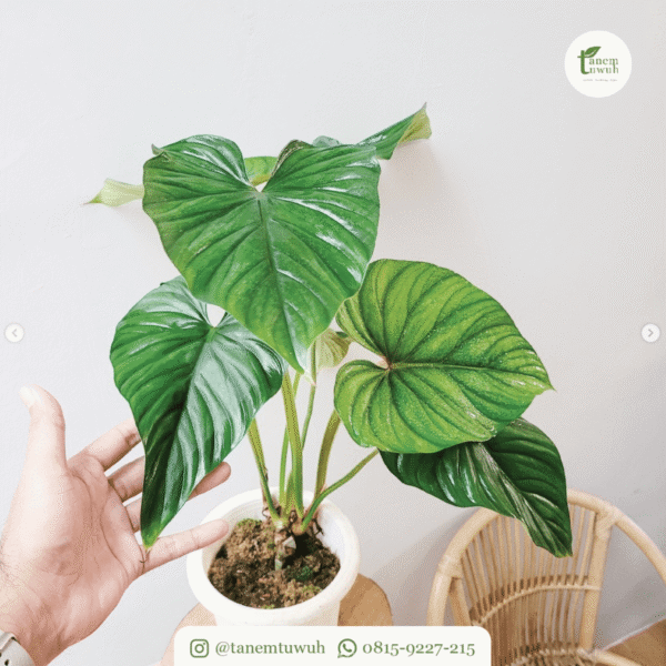 Screenshot 2025-08-10 at 13.27.31 Screenshot 2025-08-10 at 13.27.31