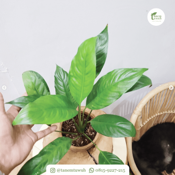 Screenshot 2025-08-10 at 13.27.40 Screenshot 2025-08-10 at 13.27.40