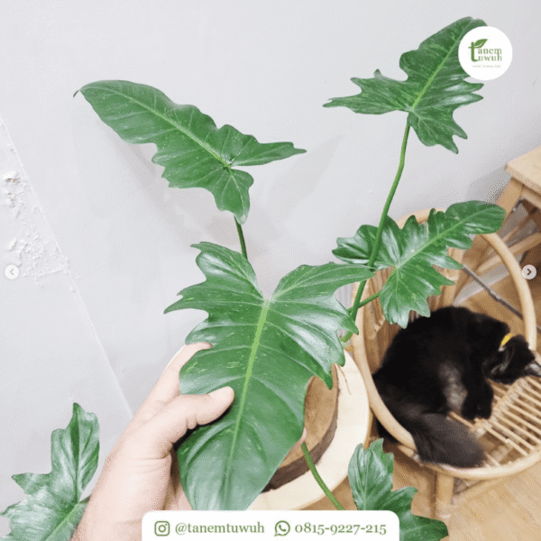 Screenshot 2025-08-10 at 13.27.49 Screenshot 2025-08-10 at 13.27.49