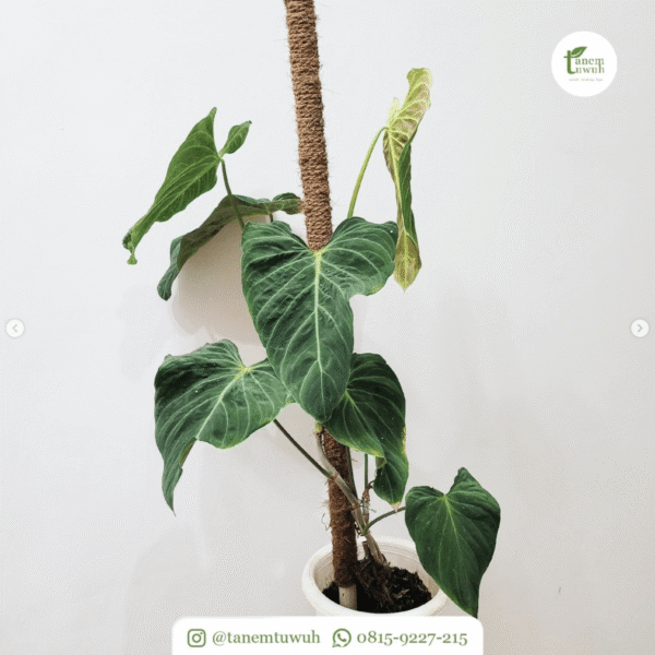 Screenshot 2025-08-10 at 13.37.30 Screenshot 2025-08-10 at 13.37.30