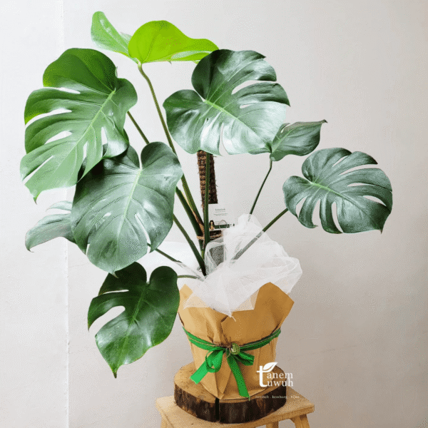 Screenshot 2025-08-10 at 13.47.16 Screenshot 2025-08-10 at 13.47.16