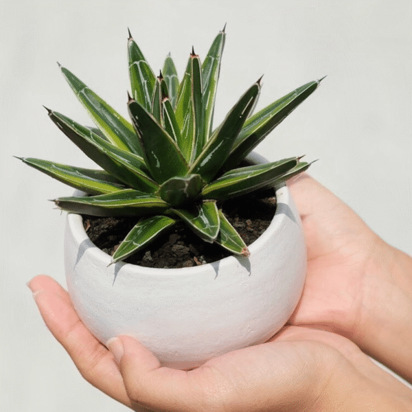 Screenshot 2025-08-10 at 14.00.13 Screenshot 2025-08-10 at 14.00.13